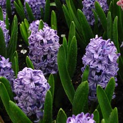 Hyacinth 'Marie'